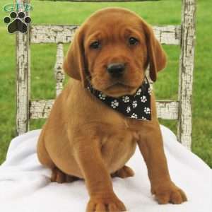 Dash of Chili, Fox Red Labrador Retriever Puppy